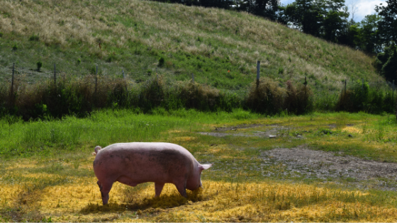 Animali da allevamento, Commissione propone l'eliminazione delle gabbie